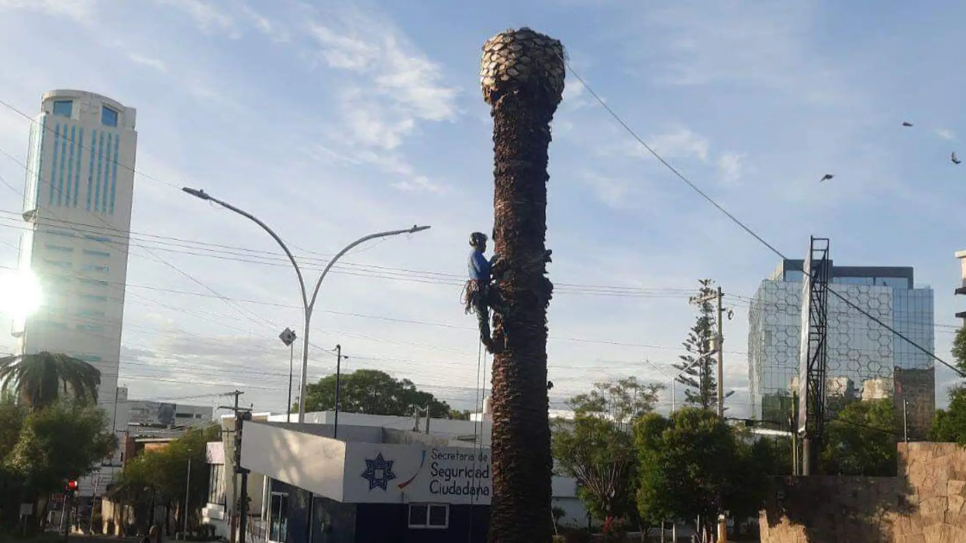 Hasta 30 palmeras serán derribadas por el ayuntamiento de Puebla en la zona de la colonia La Paz